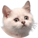 Sugarandvapor